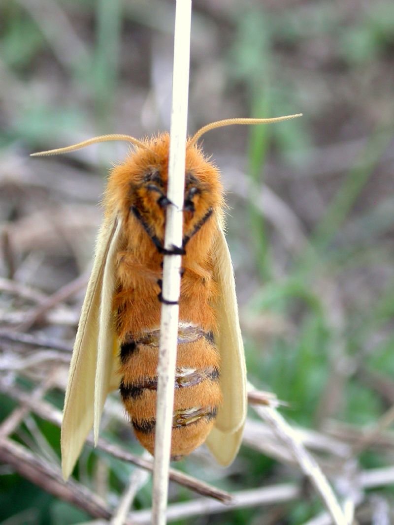 Lemonia taraxaci